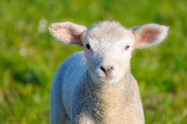 Kamerada arıyorsunuz küçük şirin lamba