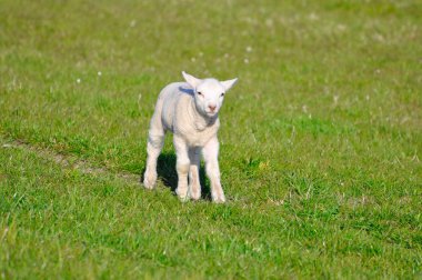 Çayır üzerinde beyaz lamba