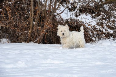 Batı Dağlık beyaz korkunç kar