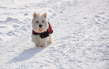 Batı Dağlık beyaz korkunç bir kat karda giyer.