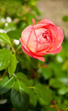 bir bahçe bir kırmızı gül