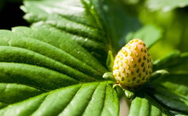 Ham yeşil çilek yakın çekim