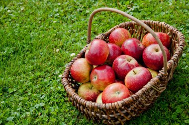 Pek çok kırmızı elma ile bir hasır sepet 
