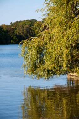 Göletyansıyan bir ağaç ile güzel manzara
