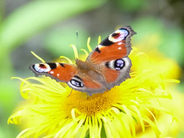 Sarı bir çiçek, tavus kuşu kelebek güzel kelebeği