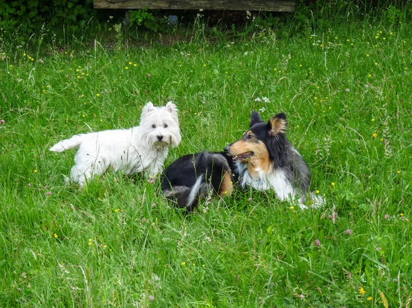 Batı Dağlık beyaz korkunç ve çim kömür ocağı