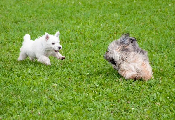Dos Lindos Cachorros Jugando Juntos — Foto de Stock