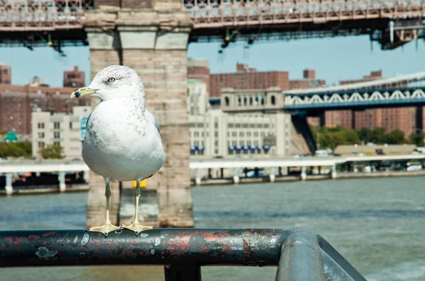 Seagull Manhattan New York City — Stockfoto