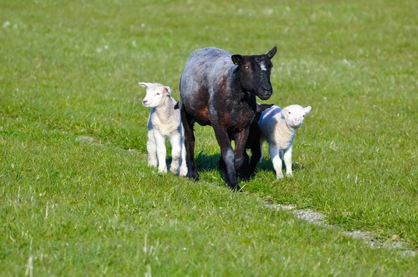 Black Sheep Med Två Vita Lampor — Stockfoto