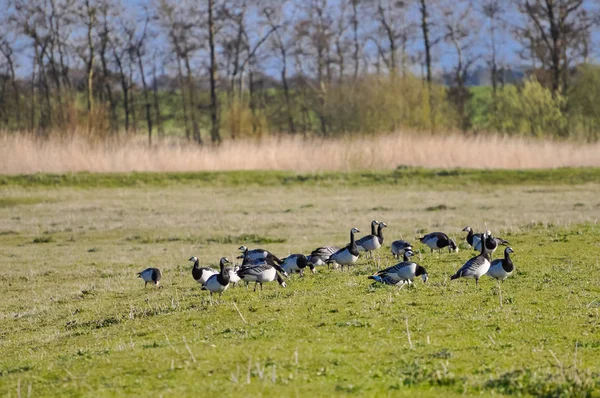 草原の野鳥 — ストック写真