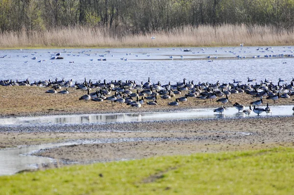 Wildvögel Teich — Stockfoto