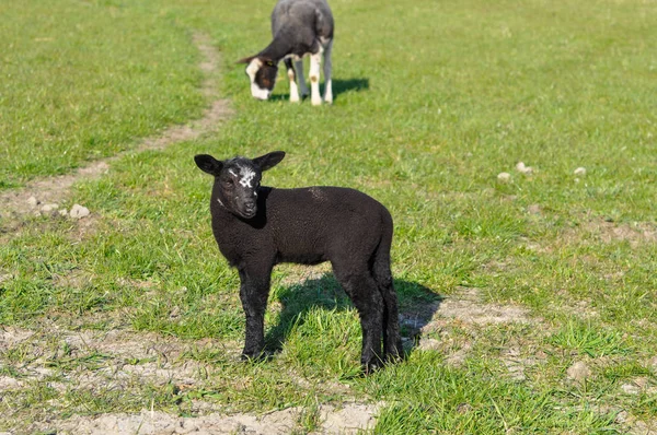 Svart Får Betet — Stockfoto