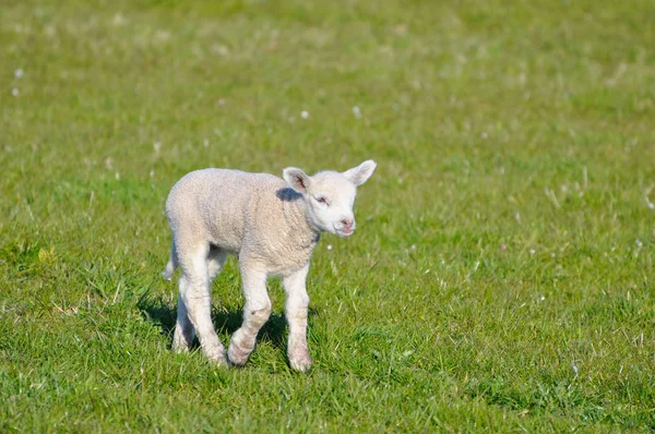 Lâmpada Bonito Pasto — Fotografia de Stock