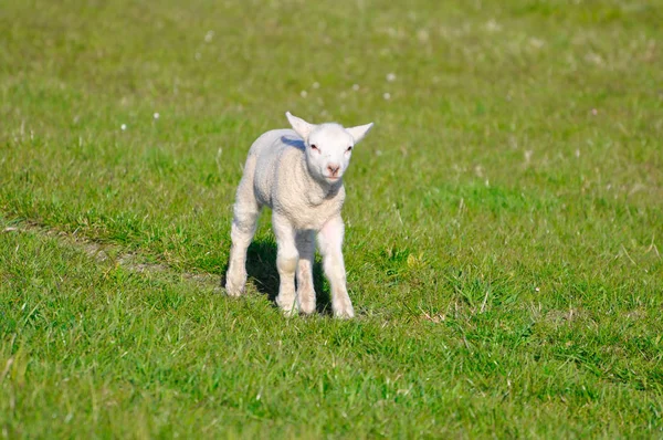 Çayır üzerinde beyaz lamba