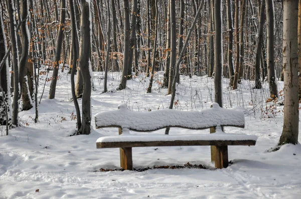 Wooden bench in the forest, snow covered