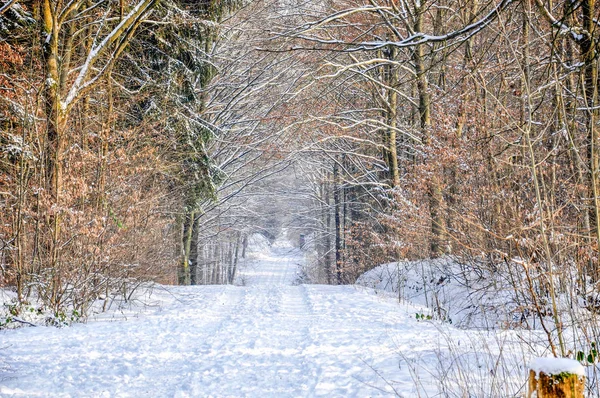 Snowy Orman Yolu Kış Ormanı — Stok fotoğraf