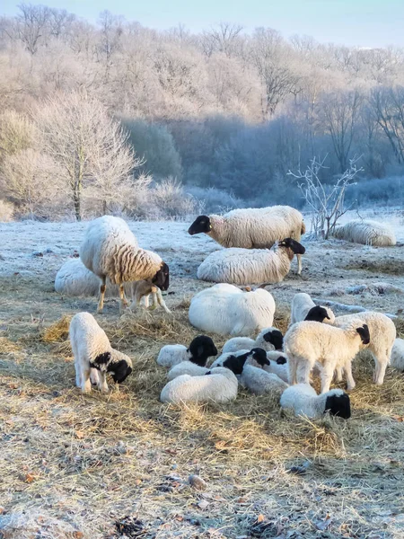 Troupeau Moutons Par Une Froide Journée Hiver — Photo