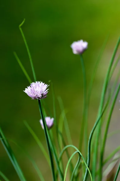 Yeşil Arka Plan Ile Chive Çiçekleri — Stok fotoğraf