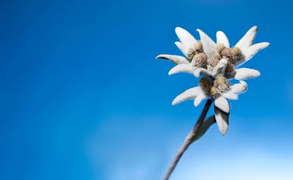 Mavi Bir Arka Plan Güzel Edelweiss — Stok fotoğraf