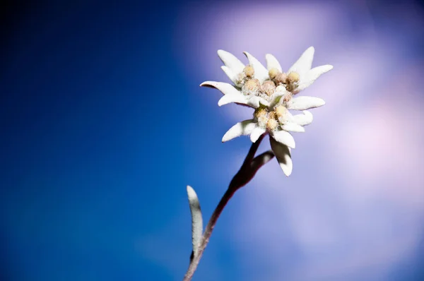 Belo Edelweiss Contra Fundo Azul — Fotografia de Stock