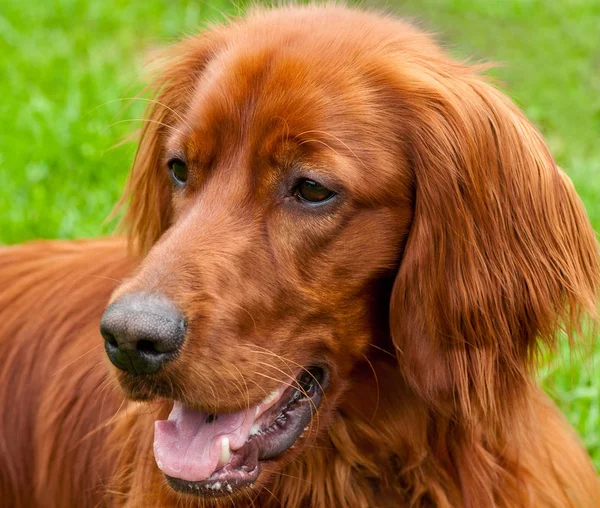 Portrait Beautiful Young Irish Setter — Stock Photo, Image