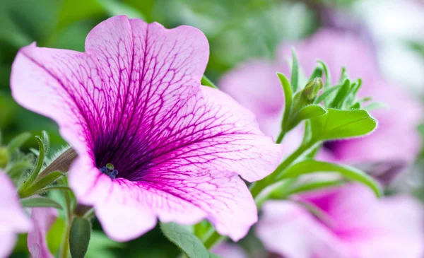 Güzel bir mor Petunya yakın çekim