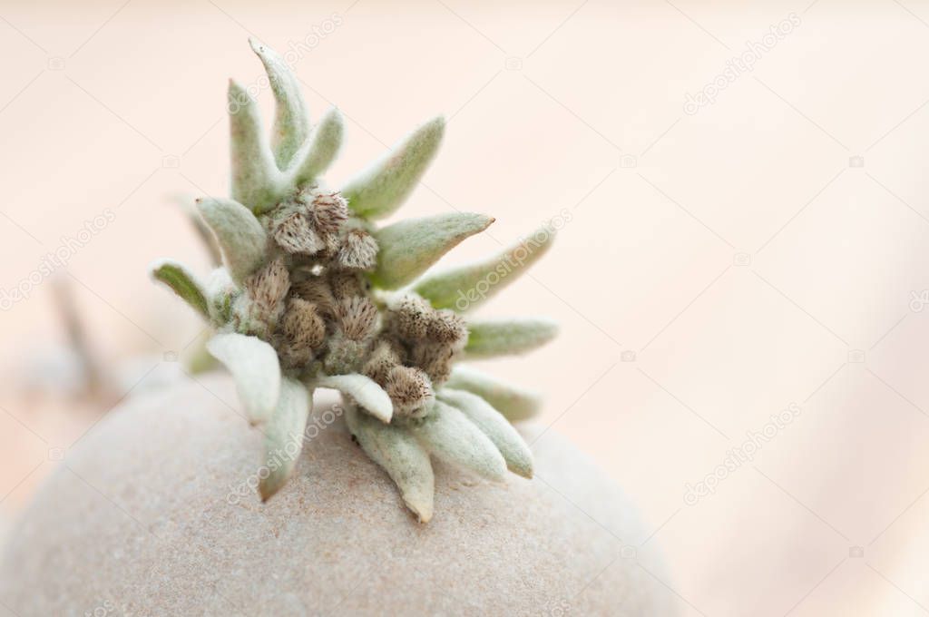 An edelweiss flower on a light background