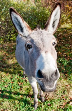 Fotoğrafçı için germe eşek