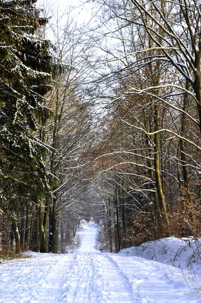 Kış Ormanı Boyunca Karlı Yol — Stok fotoğraf