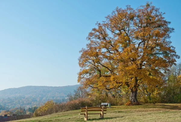 木製のベンチと木秋にドイツ カッセルの美しい風景 — ストック写真