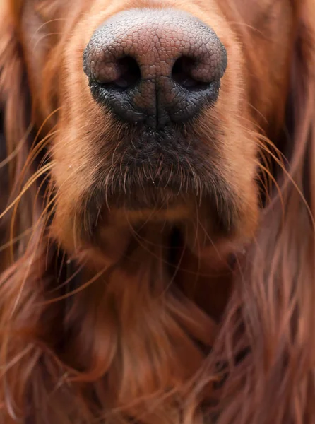 Nose Mouth Irish Setter Dog Close — Stock Photo, Image