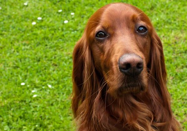 Retrato Perro Setter Irlandés — Foto de Stock