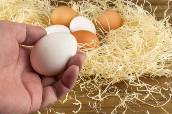 Woman collects freshly laid chicken eggs