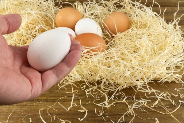 Woman collects freshly laid chicken eggs