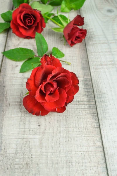 Három Vörös Rózsa Háttér — Stock Fotó
