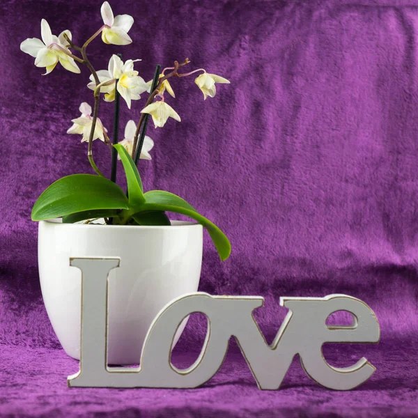 White Orchid Flowerpot Front Word Love Made Wood — Stock Photo, Image