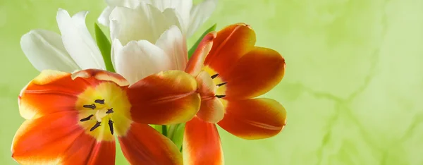 Red and white tulips with green background, banner