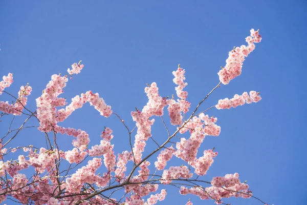 Wiśniowy Kwiat Wiosną — Zdjęcie stockowe
