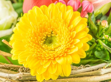 Sarı çiçek. Yaklaş.