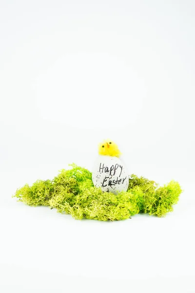 Egg with straight hatched chicks on moss in front of white em background, copy space