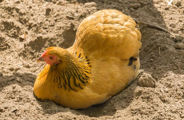 Chicken Sussex Yellow Black Columbia Breeding Sand Square — Stock Photo, Image