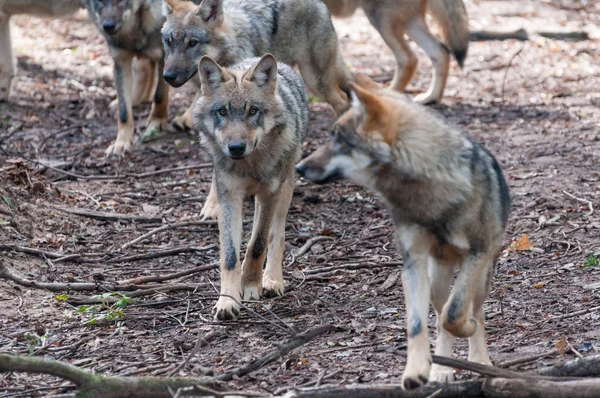 Manada Lobos Bosque — Foto de Stock