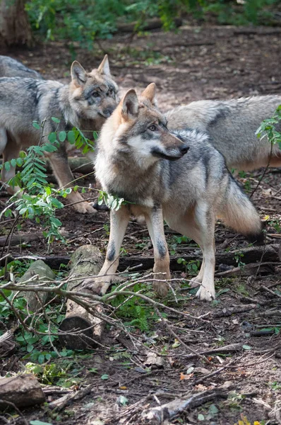 Pack Lobos Busca Comida — Foto de Stock