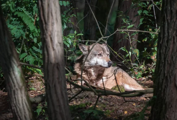 Lobo Bosque — Foto de Stock