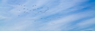 Wild geese in flight on the way south, panorama clipart