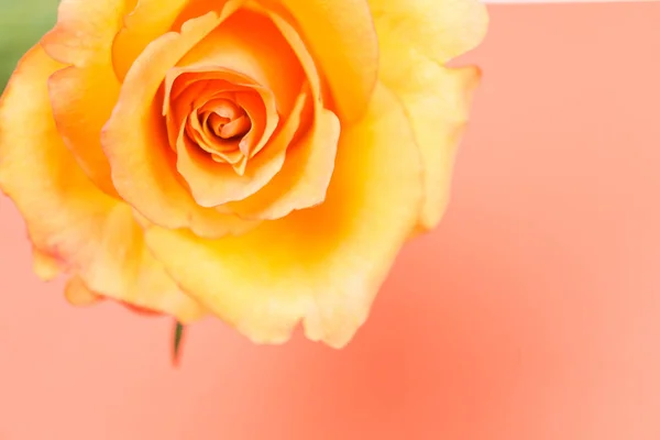 Sárga Rózsa Virág Fénymásoló Hellyel — Stock Fotó