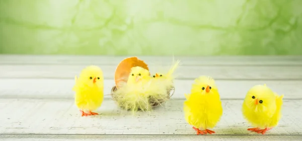 Süße Kleine Osterküken — Stockfoto