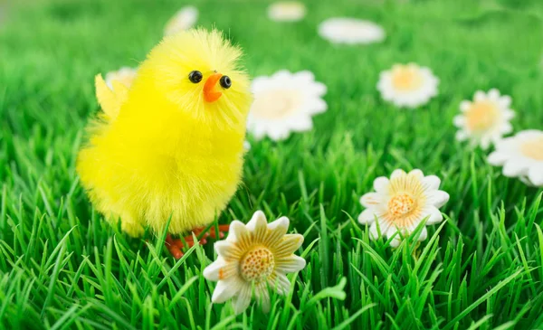 Ostern Ein Küken Auf Einer Blumenwiese Kopierraum — Stockfoto