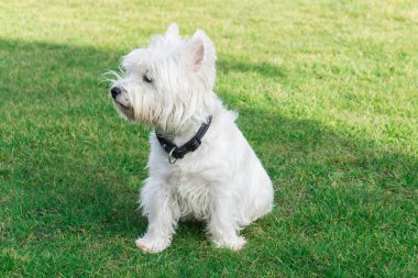Batı Highland Beyaz Teriyeri bahçede