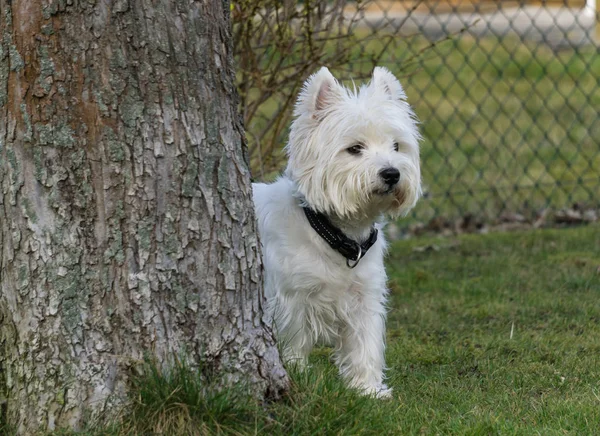 West Highland White Terriër Tuin — Stockfoto